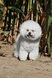 BICHON FRISE 053